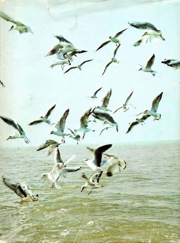 Natuur en vogelreservaten van België  Deel 1 Het Zwin, Enlèvement ou Envoi, Utilisé, Artis historia, Livre d'images