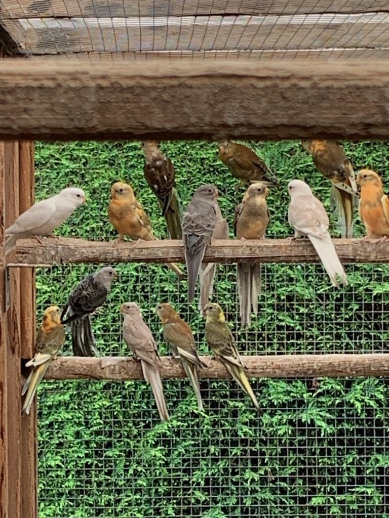 roodrug parkieten, Dieren en Toebehoren, Vogels | Parkieten en Papegaaien, Meerdere dieren, Parkiet, Geringd