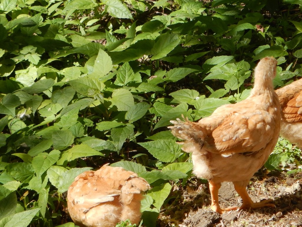 kippen te koop tegen de leg, Dieren en Toebehoren, Pluimvee, Vrouwelijk, Kip