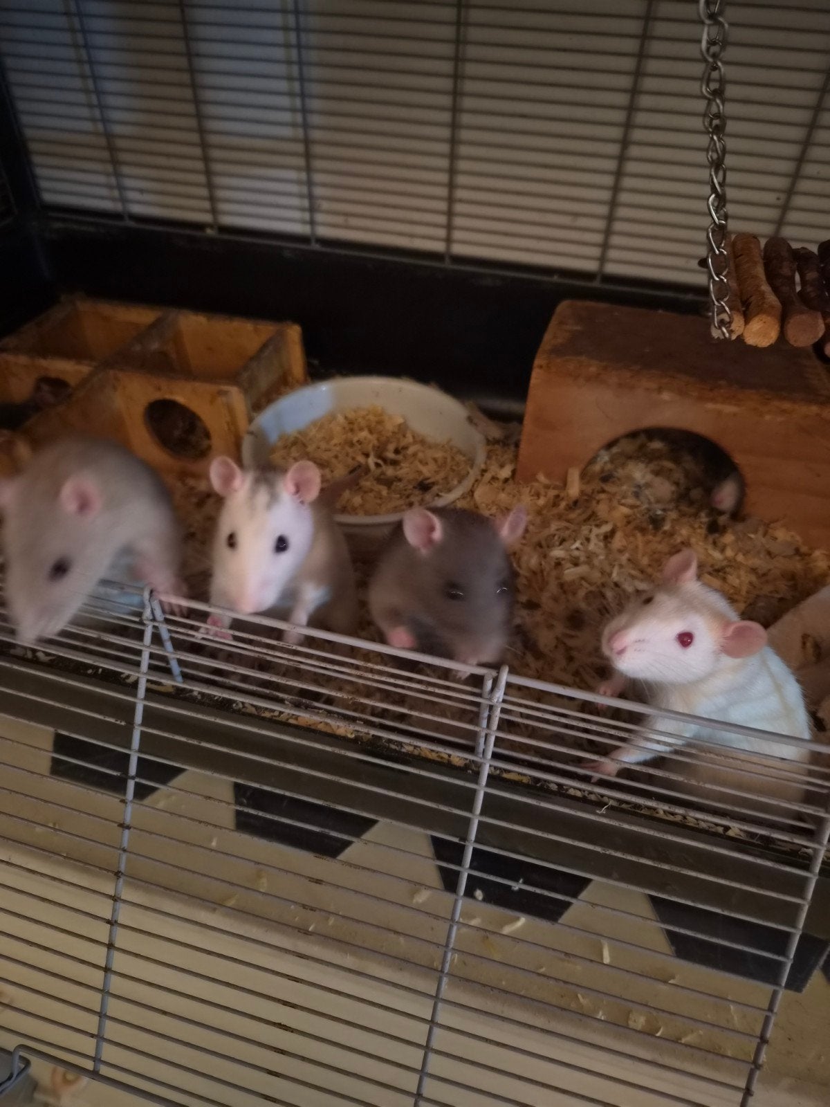 tamme ratten, Dieren en Toebehoren, November, Meerdere dieren, Rat
