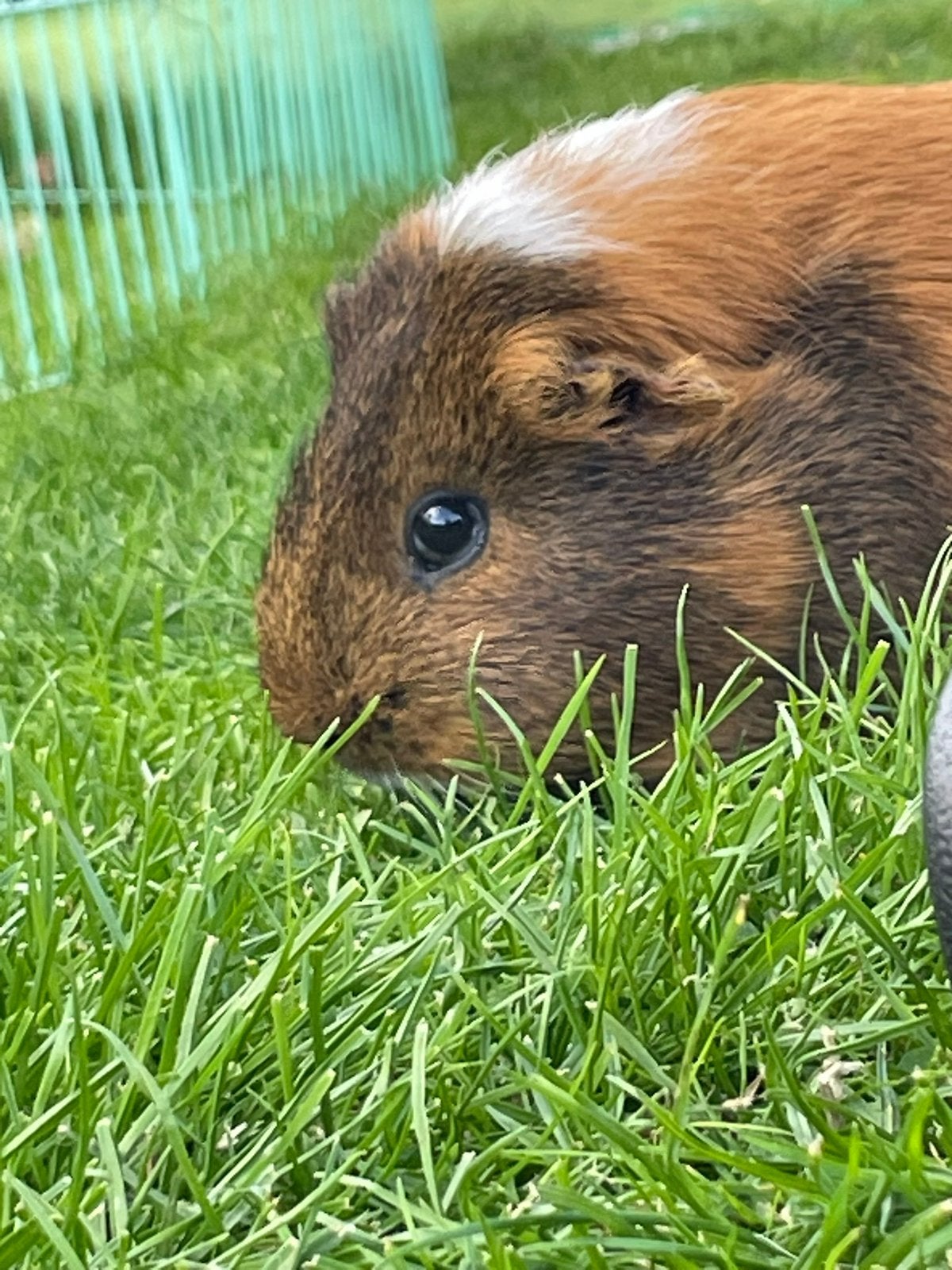 Opvang voor konijnen en knaagdieren, Dieren en Toebehoren, Ophalen, Verzorging