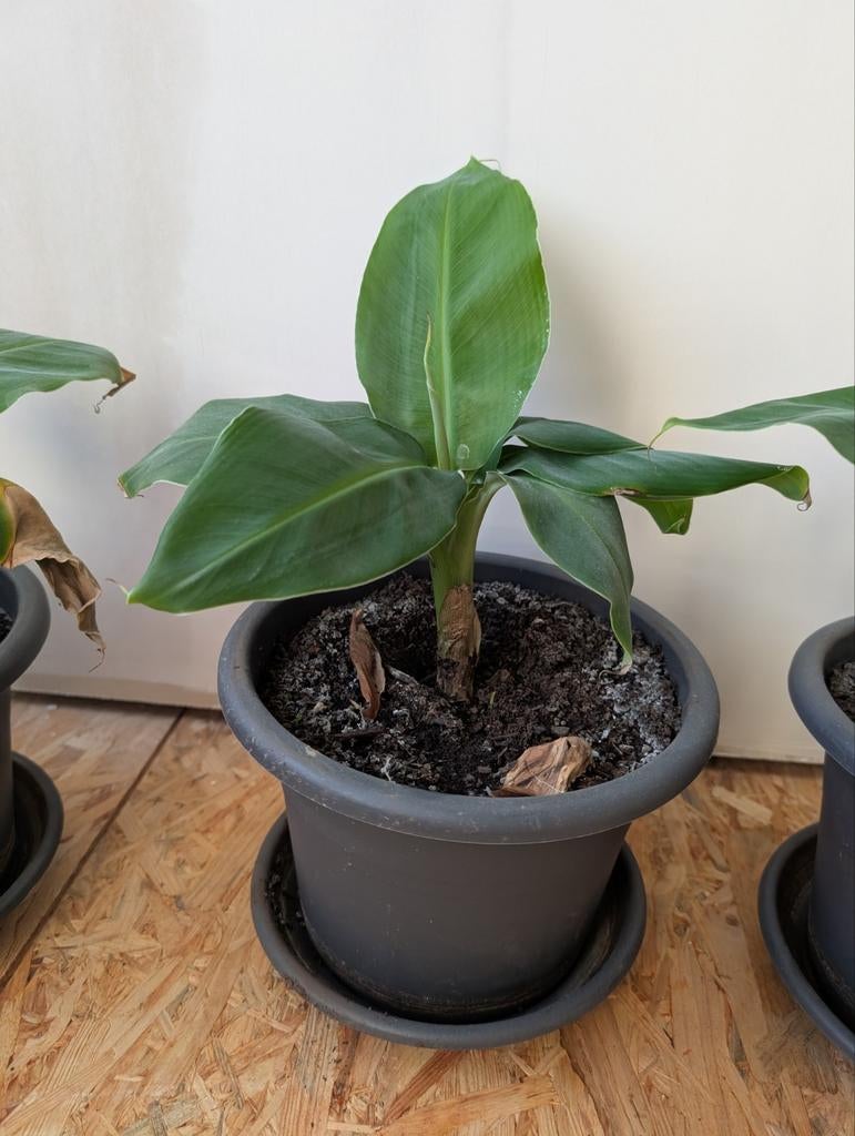 Dwarf Cavendish