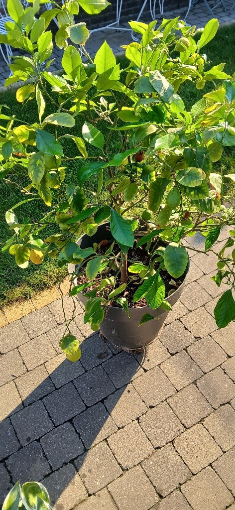 citroenboom, Tuin en Terras, Planten | Bomen, Ophalen