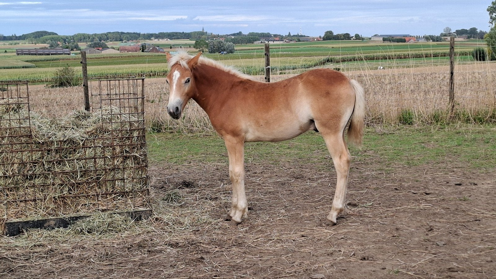 haflinger hengsteveulen (liz Millenium), Met stamboom, Niet van toepassing, 0 tot 2 jaar, Hengst