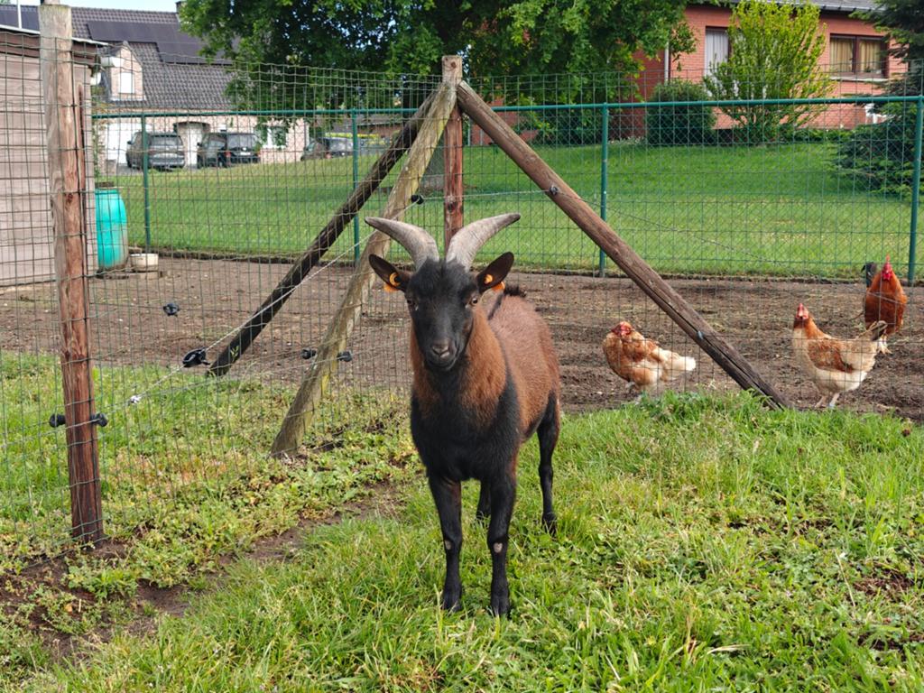 Dwerggeiten bok te koop, Dieren en Toebehoren, Schapen, Geiten en Varkens, Mannelijk, Geit, 0 tot 2 jaar