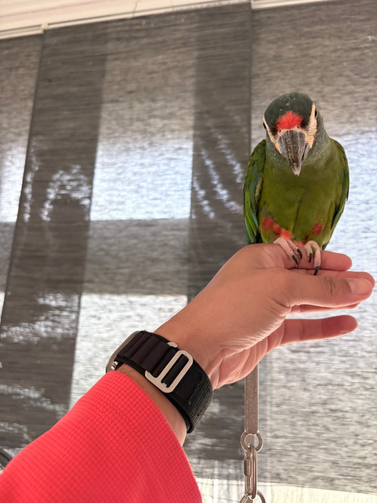 Ara maracana apprivoiser, Sexe inconnu, Perroquet, Parleur