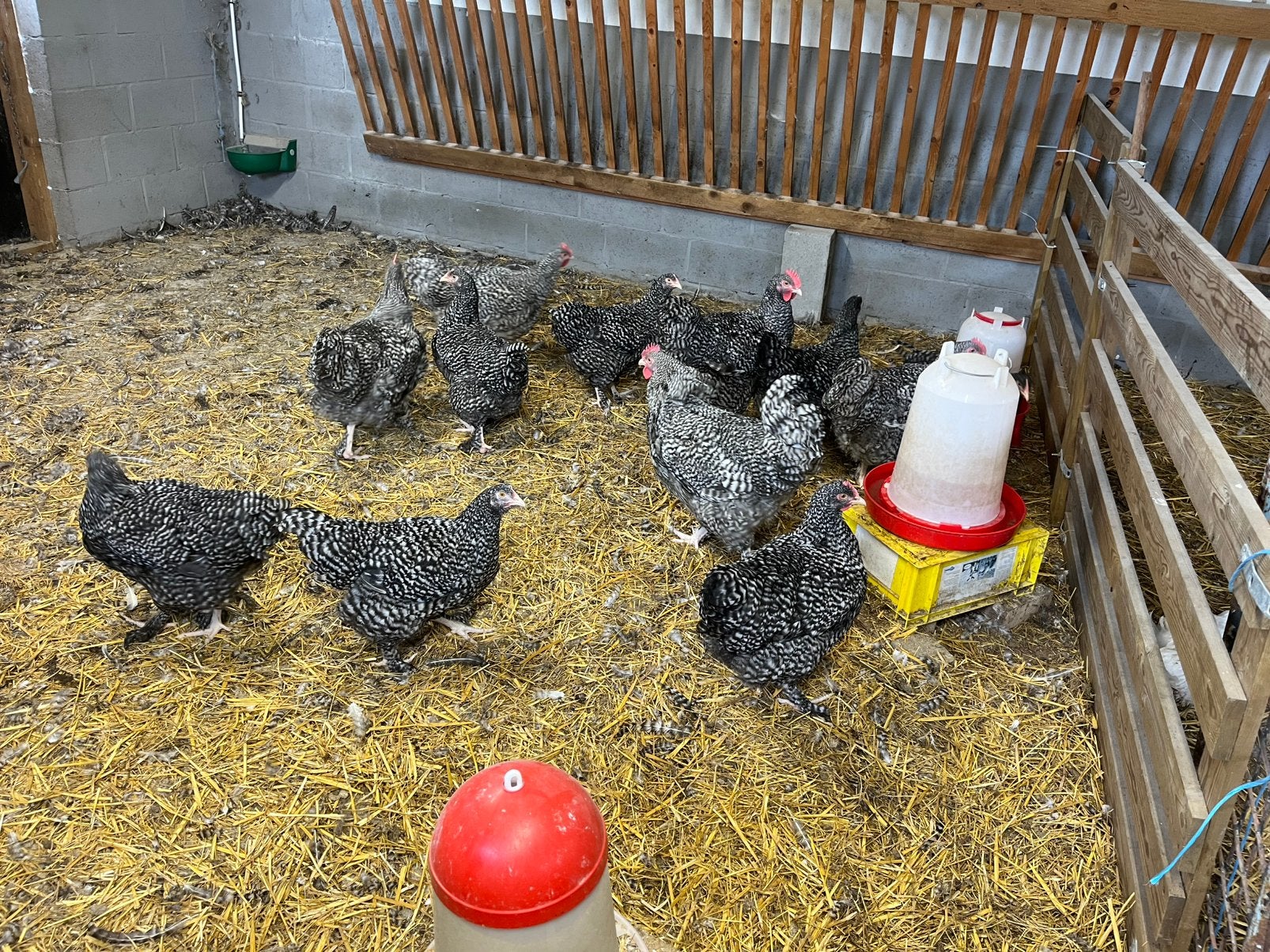 Mechelse koekoek hanen, Poule ou poulet