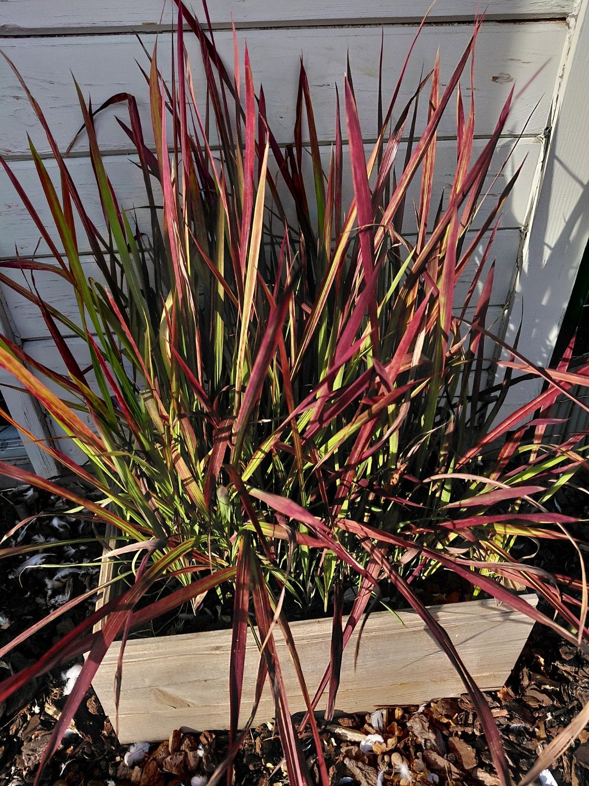 bloedgras hoogte 60 cm, Ophalen