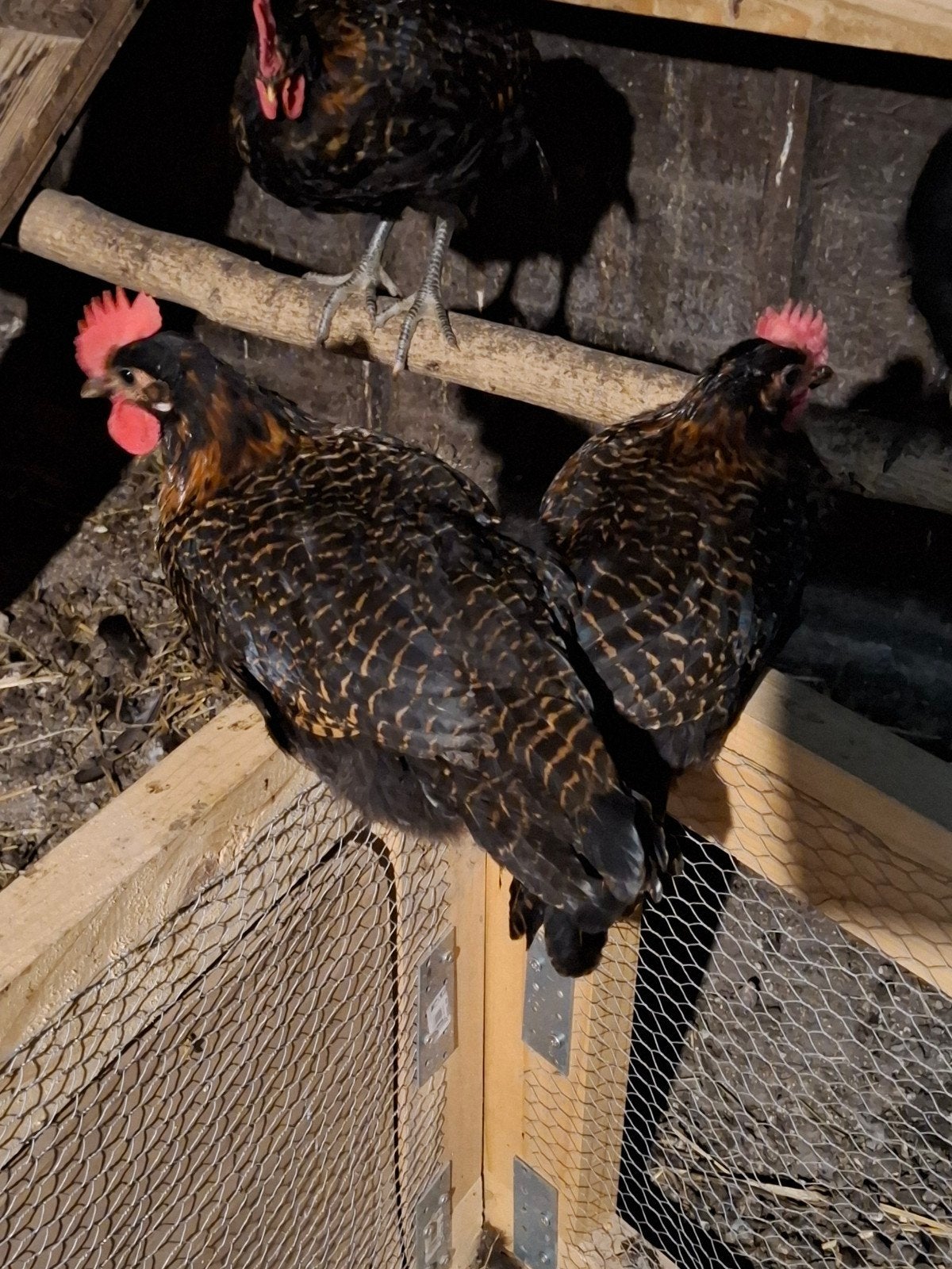 Goudbrakel hanen, Mâle, Poule ou poulet