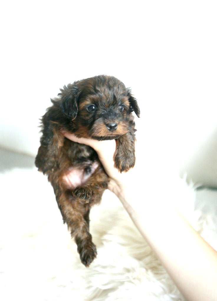 Schattige hypoallergene mini pups, Dieren en Toebehoren, Parvo, België, Fokker | Hobbymatig, 8 tot 15 weken