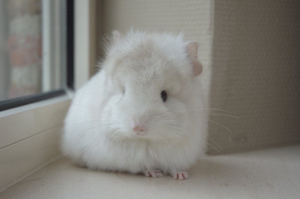chinchilla Angora bokje + standaard bokje, Dieren en Toebehoren, Knaagdieren, Chinchilla, April, Mannelijk, Tam