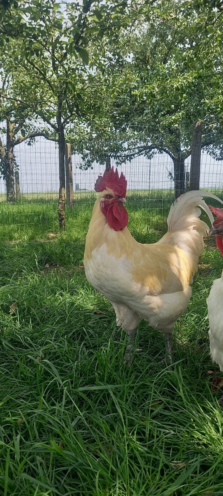 Poule de Bresse haan, Dieren en Toebehoren