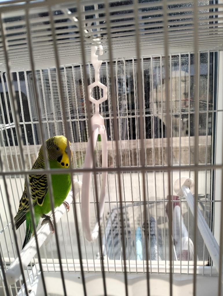 Perruche ondulée avec ou sans cage, Animaux & Accessoires, Oiseaux | Perruches & Perroquets, Mâle, Perruche