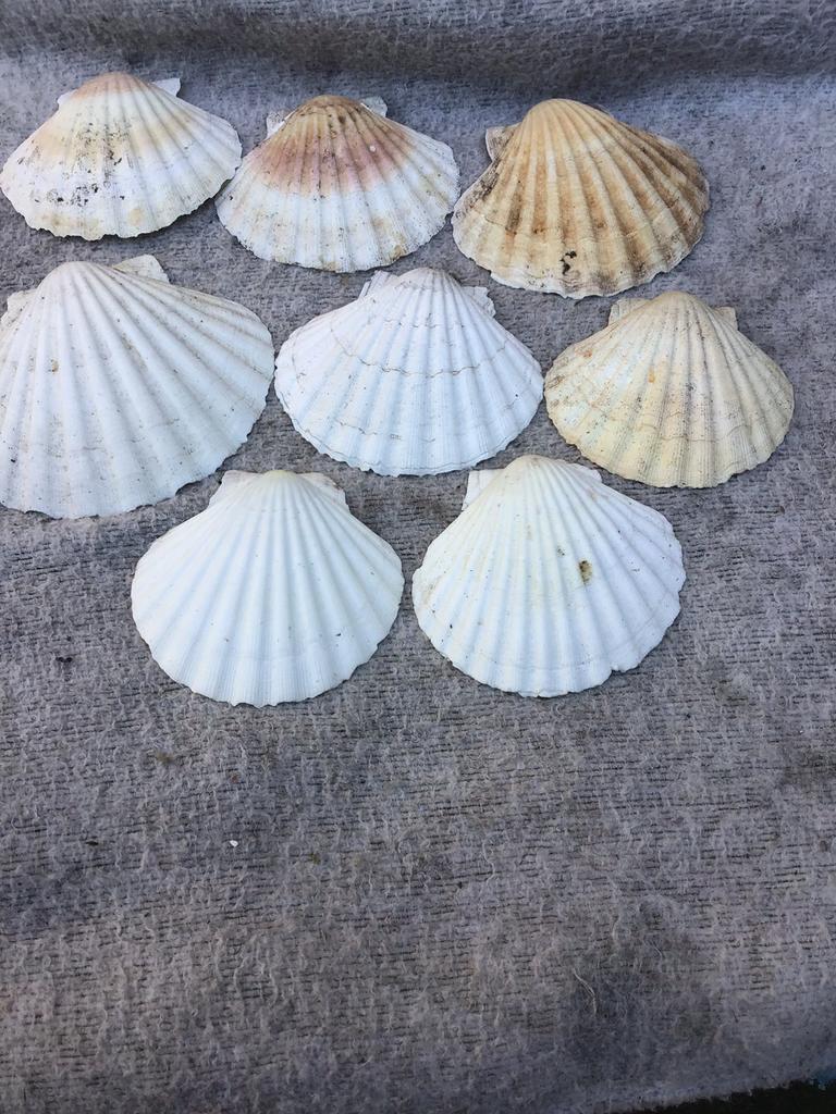 Schelpen, Verzamelen, Mineralen en Fossielen, Ophalen, Schelp(en)