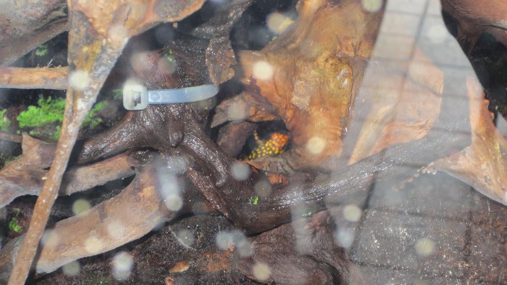 Oophaga small redhead, Dieren en Toebehoren, Reptielen en Amfibieën, Amfibie, 0 tot 2 jaar