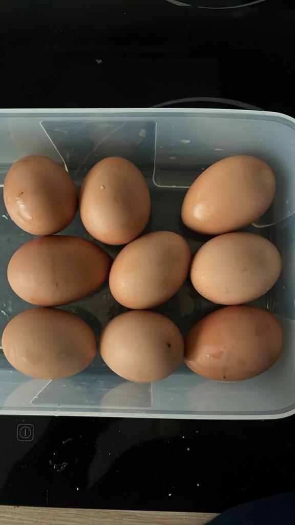 Bevruchte eitjes (mix rassen), Dieren en Toebehoren, Pluimvee, Geslacht onbekend, Kip