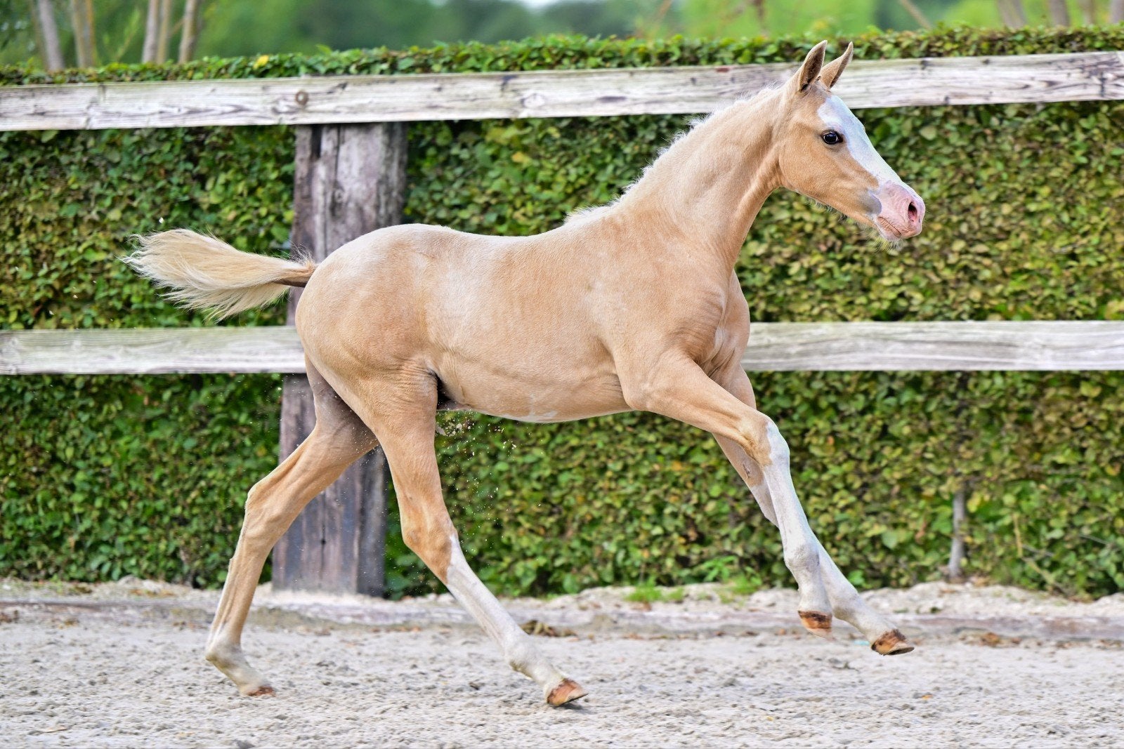 Diverse beloftevolle jonge pony's uit Orchid’s bloedlijnen, Met stamboom, Springpony, 0 tot 2 jaar, Hengst