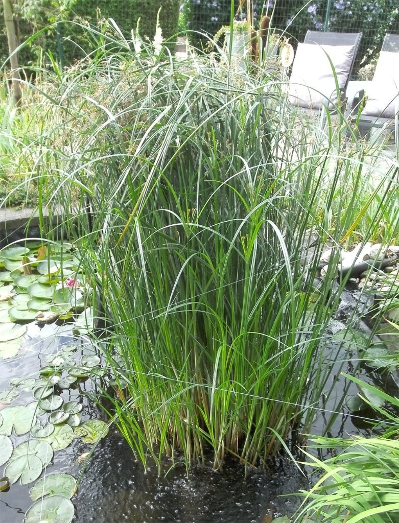 Vijverriet of papyrus, Ophalen, Nieuw