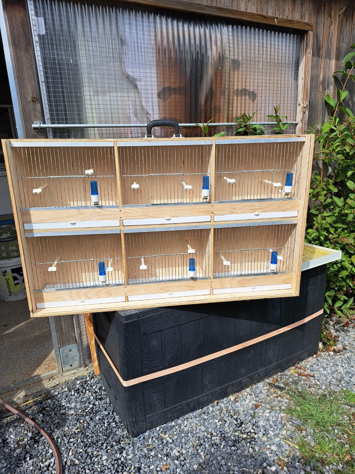 6 delige kooi in een geheel te koop., Perroquet nain ou Inséparable, Bagué
