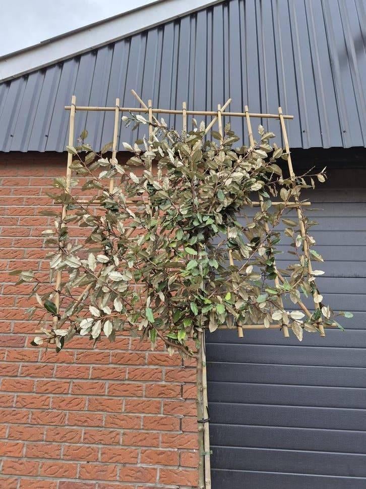 Leibomen & Hagen – Portugese Laurier, Leilinde en Steeneik, Tuin en Terras, Ophalen of Verzenden