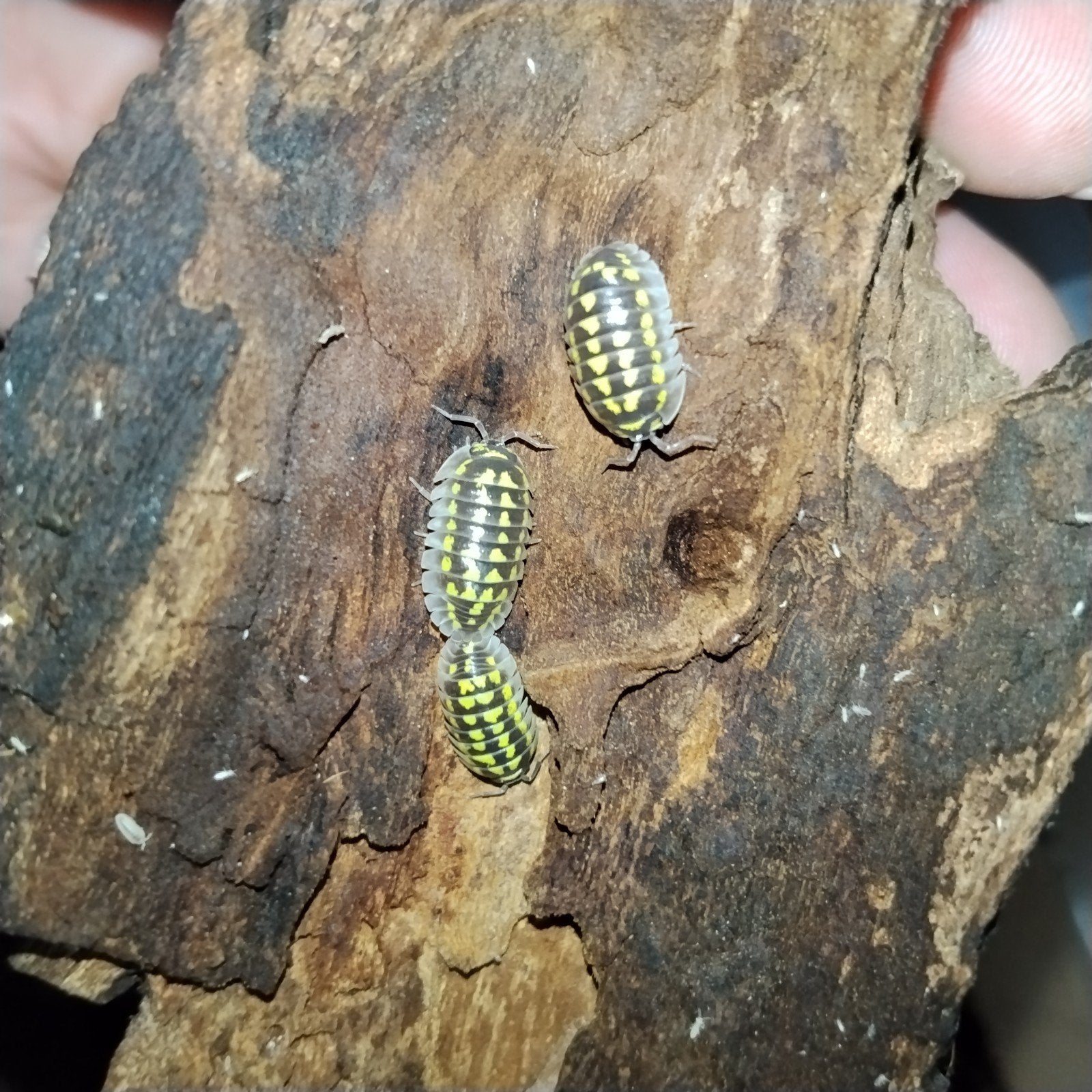 diverse isopods