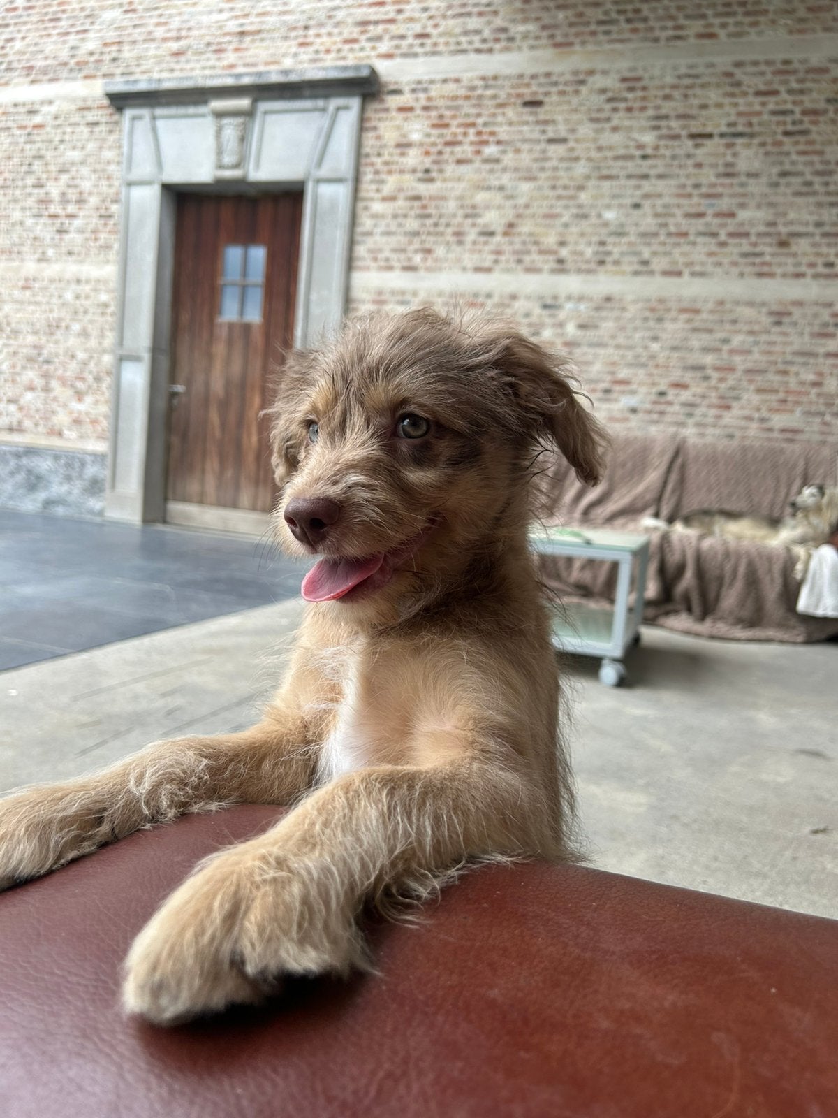 Australian doodle teefje, Dieren en Toebehoren, België, 8 tot 15 weken, Teef, Parvo