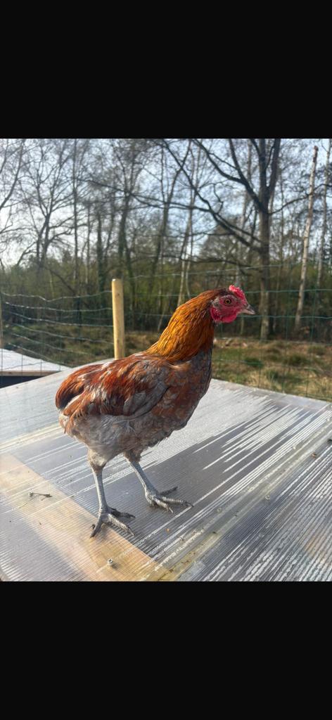 23 weken oud haantje, Dieren en Toebehoren, Pluimvee