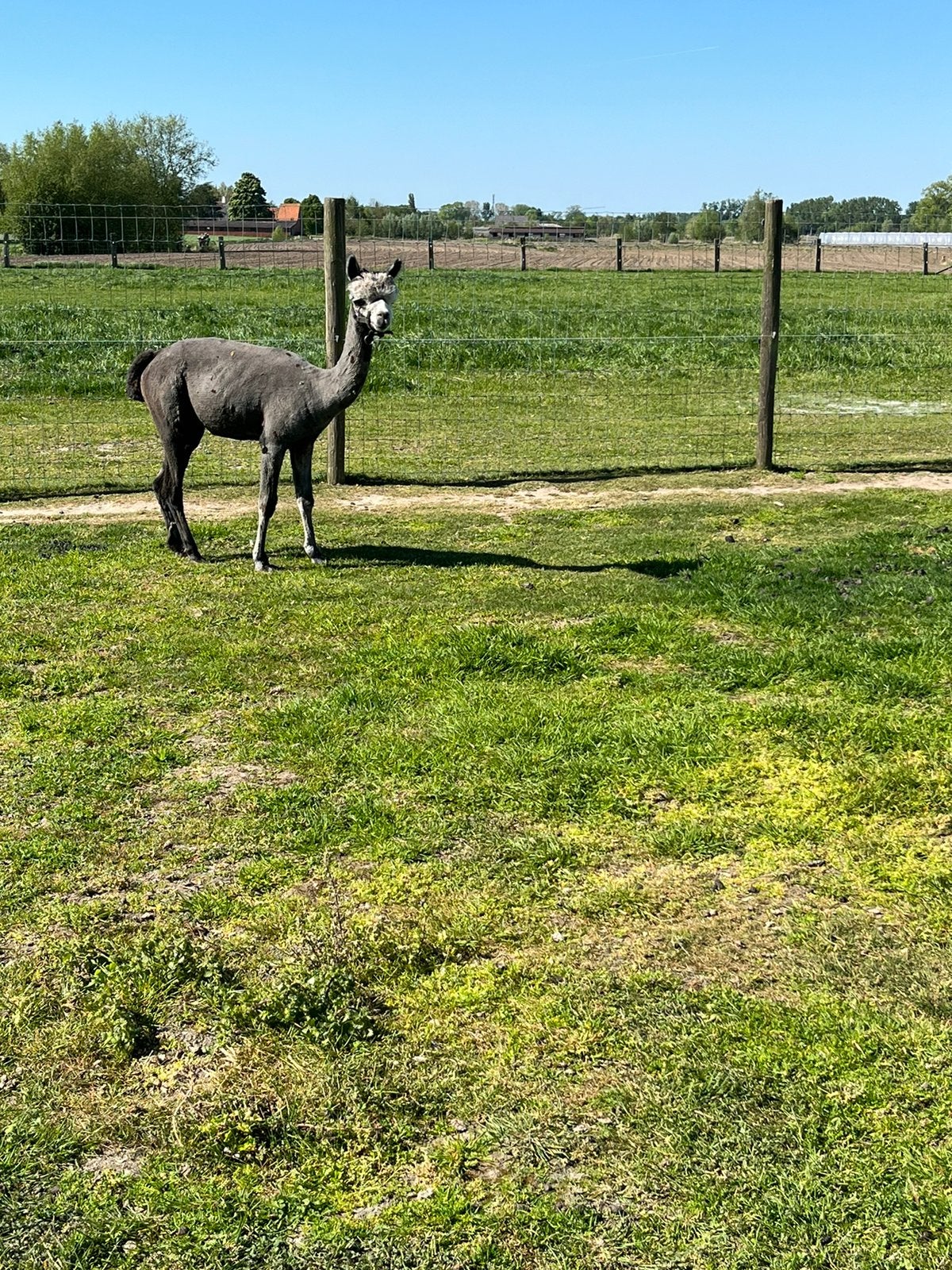 Alpaca hengst, Dieren en Toebehoren, Maart, Mannelijk