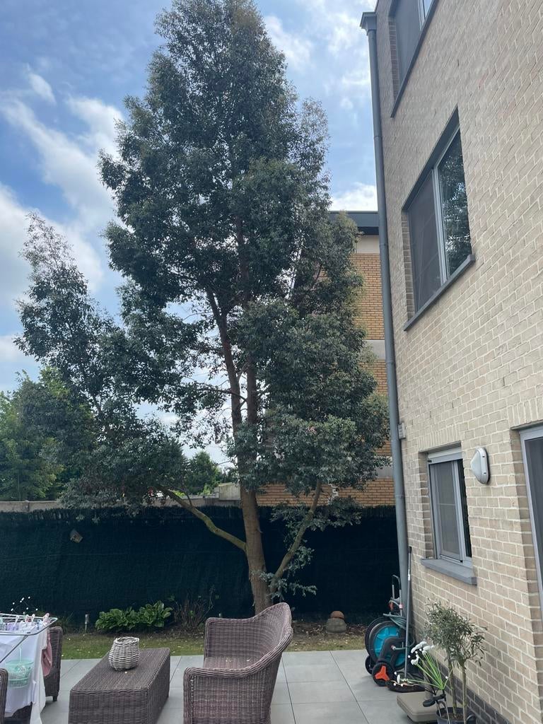Gratis eucalyptus boom, Tuin en Terras, Ophalen
