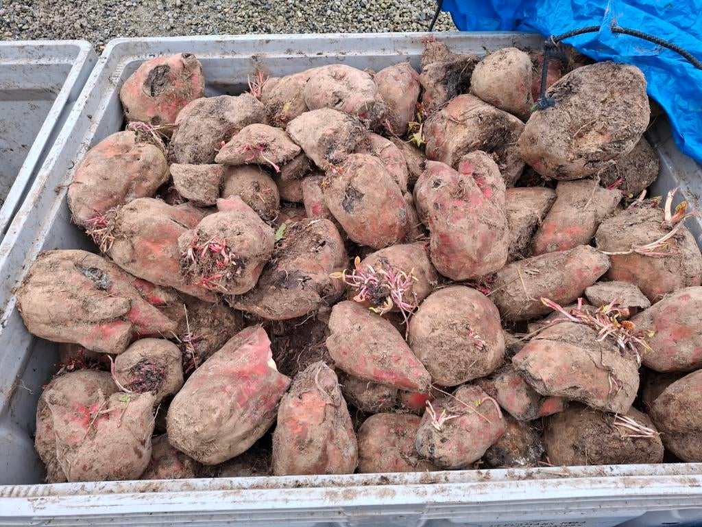 TE KOOP  grote pakken voedermais & voeder bieten NINOVE, Enlèvement