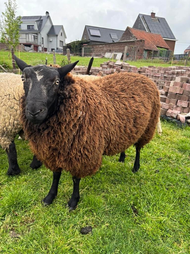 Stevige ram, Mâle, Mouton, 0 à 2 ans