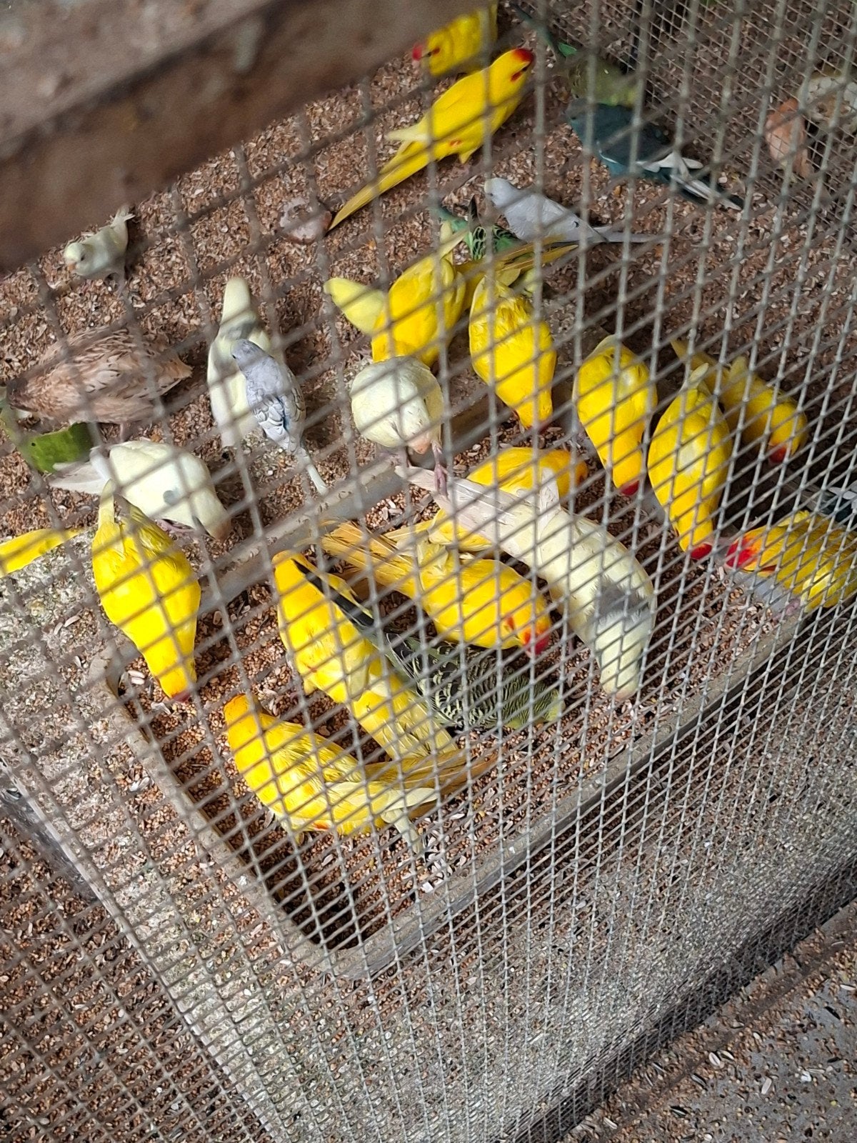 kakerikies  geel  geel met wat bont en creme  25 euro stuk, Dieren en Toebehoren