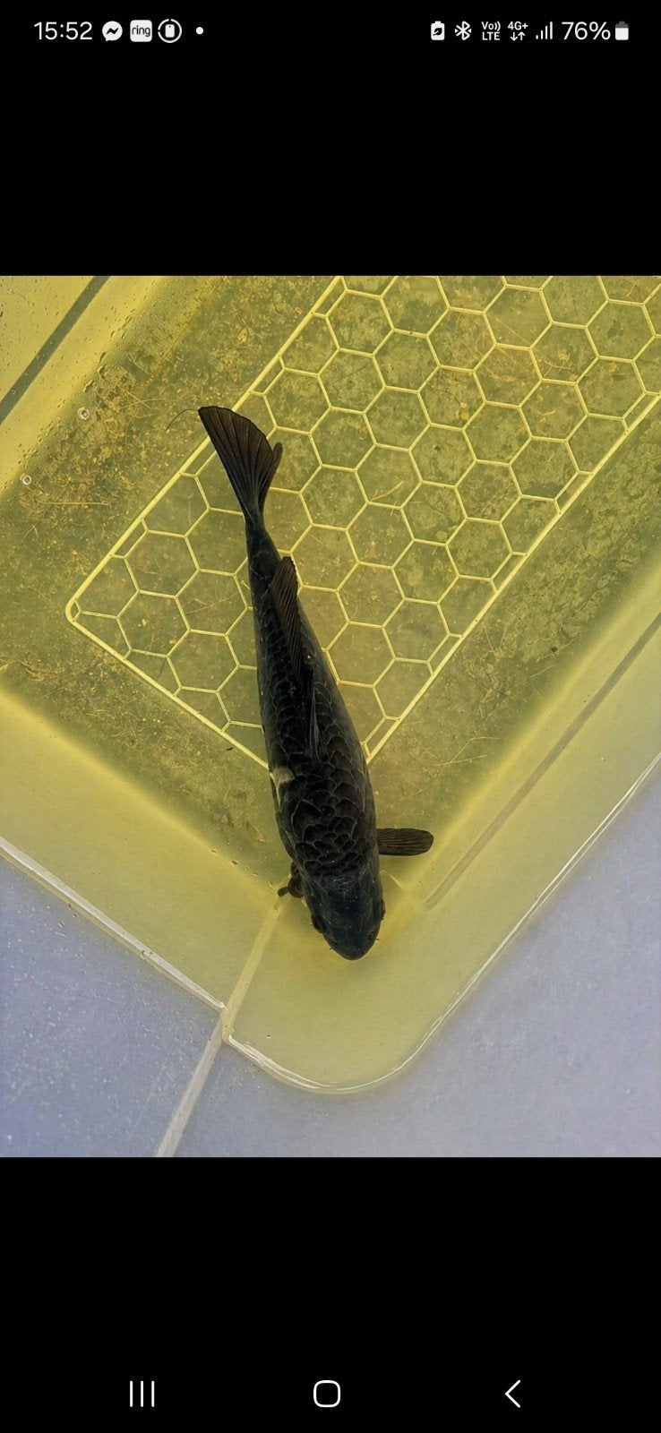 koi karper, Dieren en Toebehoren