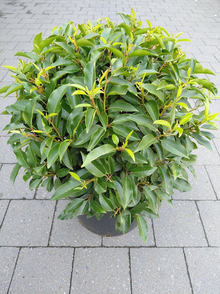 Prunus Lusitanica bol, Tuin en Terras, Ophalen, Laurier