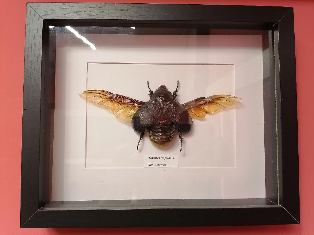 Taxidermy, Verzamelen, Verzenden, Nieuw, Insect, Opgezet dier