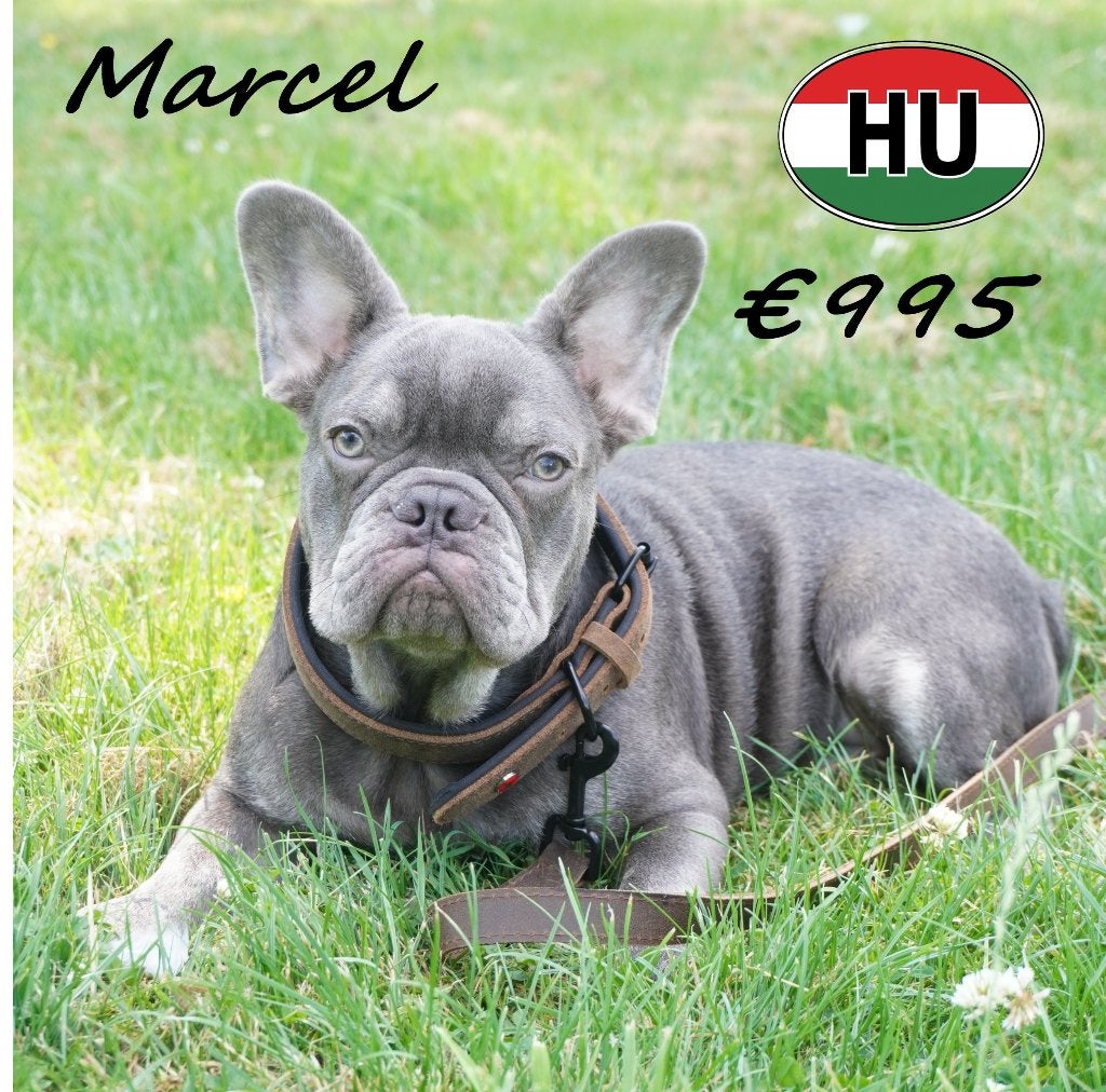 Franse Bulldog Olivia & Marcel - Snoetjes vol karakter, Dieren en Toebehoren, 15 weken tot 1 jaar, Buitenland, Parvo, Meerdere