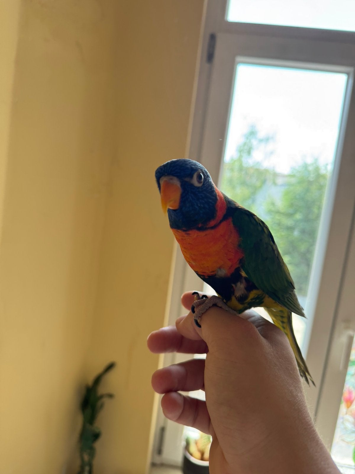 2 Lori, Animaux & Accessoires