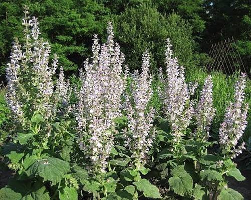 Salvia sclarea, Volle zon, Vaste plant, Zomer, Ophalen