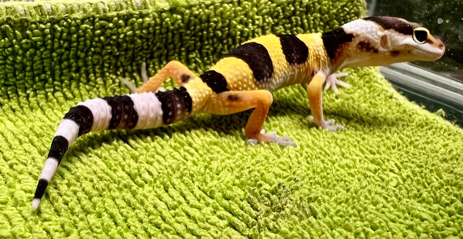 Luipaardgekko baby B1, Animaux & Accessoires, Reptiles & Amphibiens, Lézard, Domestique, 0 à 2 ans