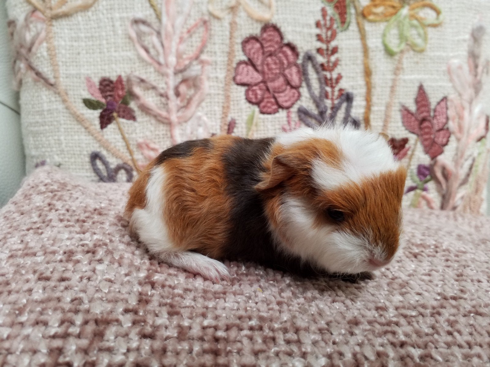 2 jonge cavia beertjes, Dieren en Toebehoren, Cavia, Juni, Mannelijk, Tam