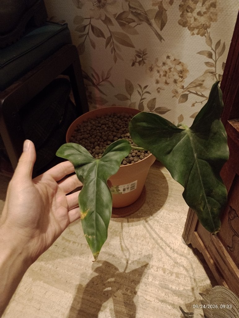 A DONNER plante philodendron mexicanum, Autres espèces, En pot, Moins de 100 cm, Enlèvement
