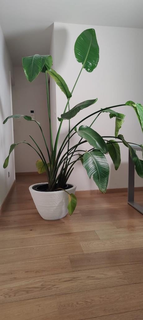 Strelizia Nicolai | Paradijsvogelplant, Autres espèces, 150 à 200 cm, Enlèvement, Plante verte