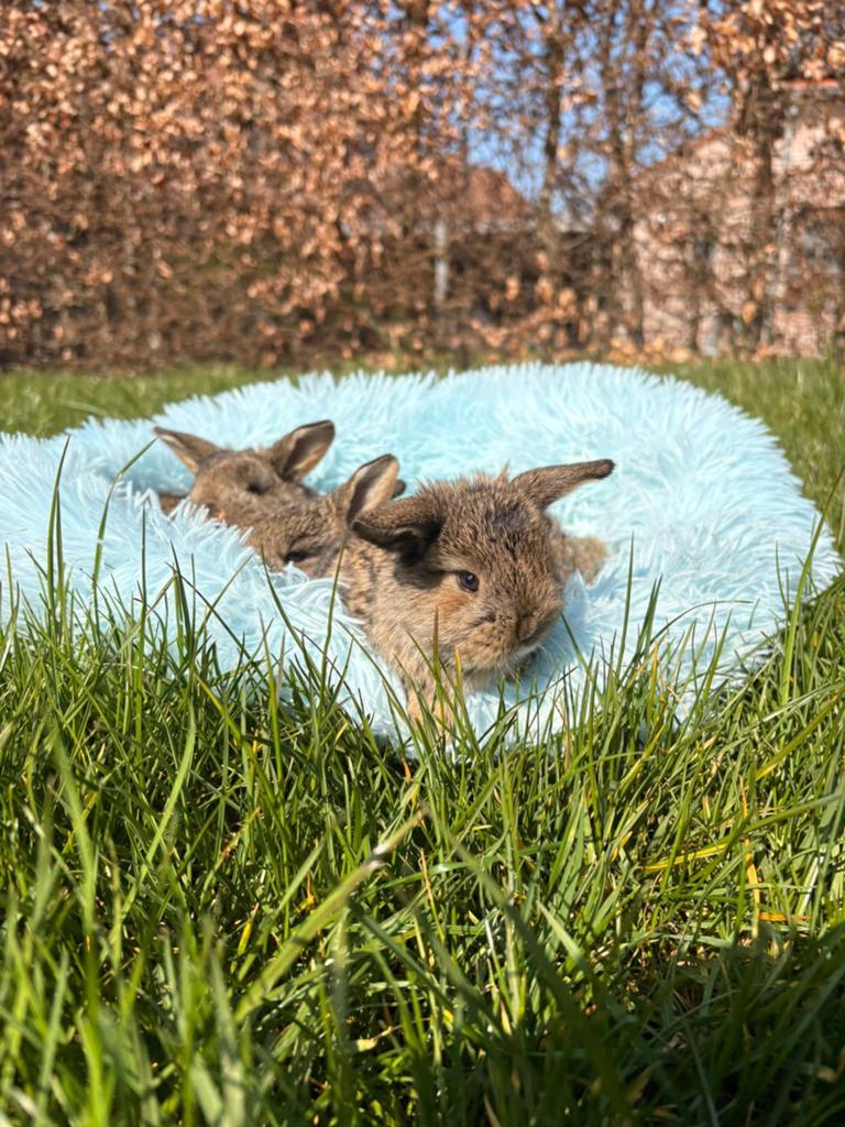 3 lieve langoor mannetjes, Dieren en Toebehoren, Konijnen, Mannelijk, Middelgroot, Hangoor, 0 tot 2 jaar