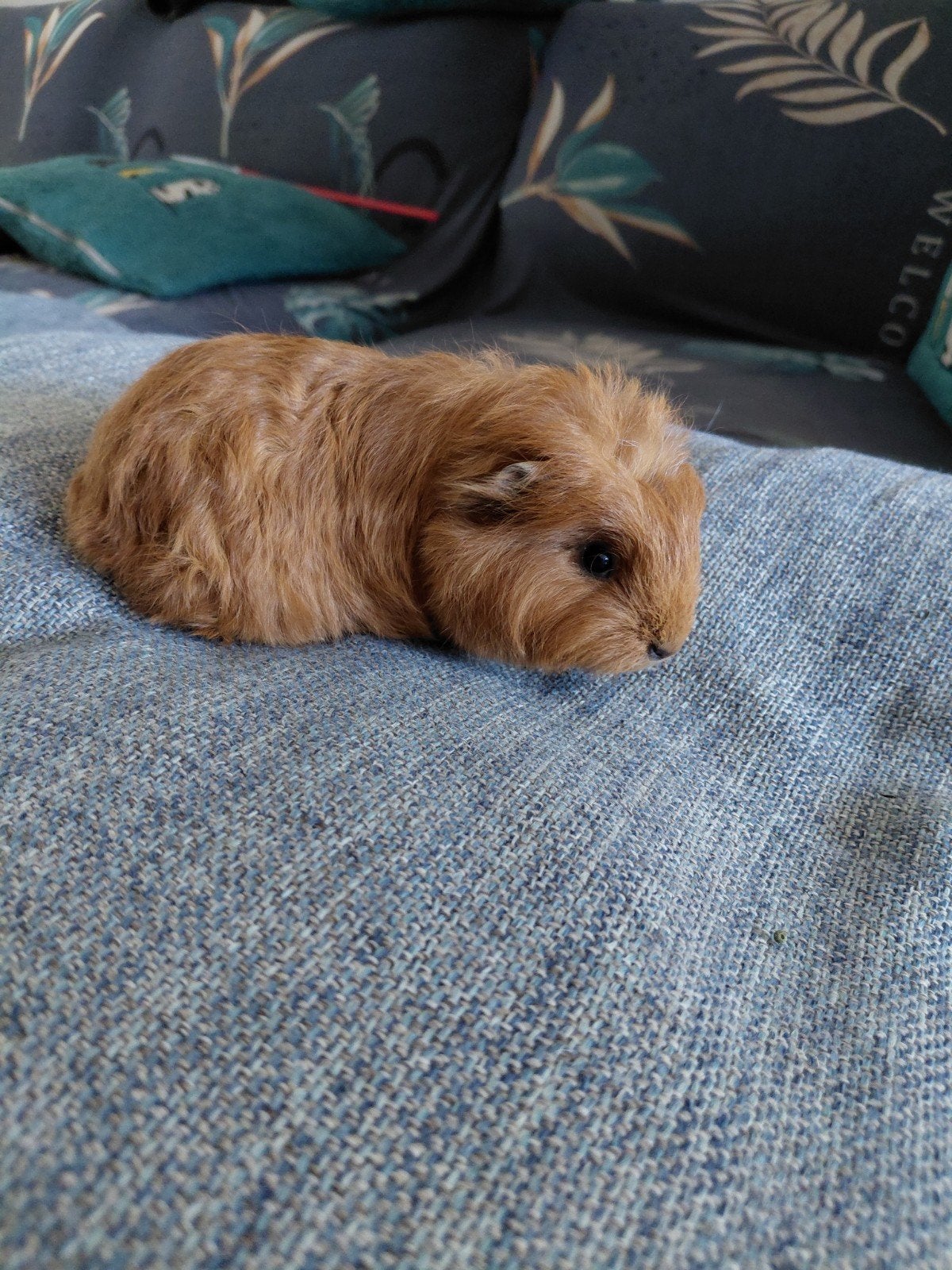 Cobaye,  cavia Ch teddy mâle, Dieren en Toebehoren, Knaagdieren, Cavia, Juni, Mannelijk, Tam