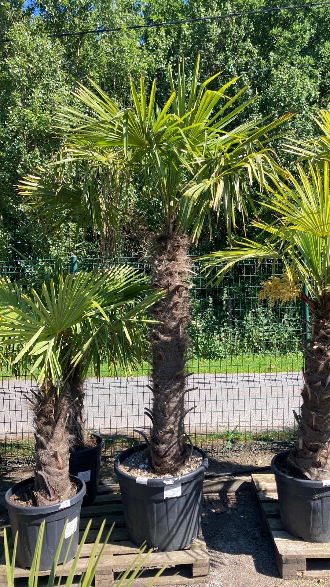 Winterharde palmboom, Tuin en Terras, Ophalen, Palmboom
