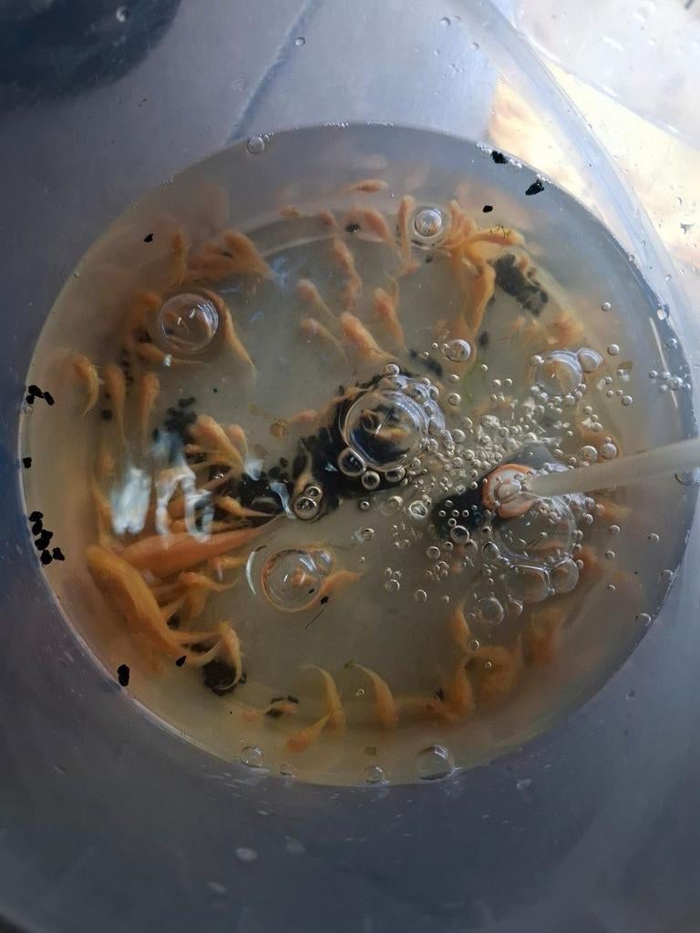 Corydoras albino, Dieren en Toebehoren