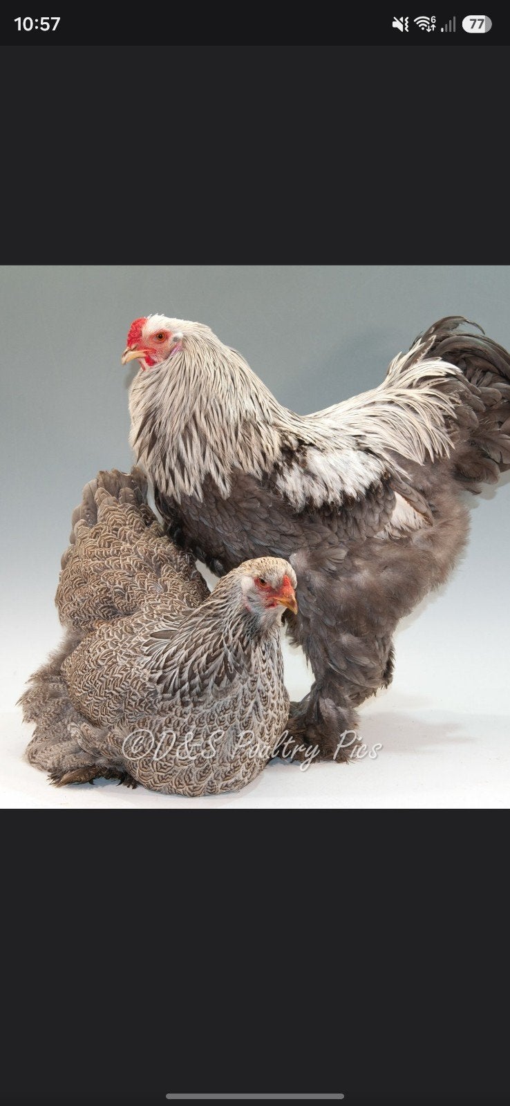 GEZOCHT! brahma blauw zilverpatrijs, Dieren en Toebehoren