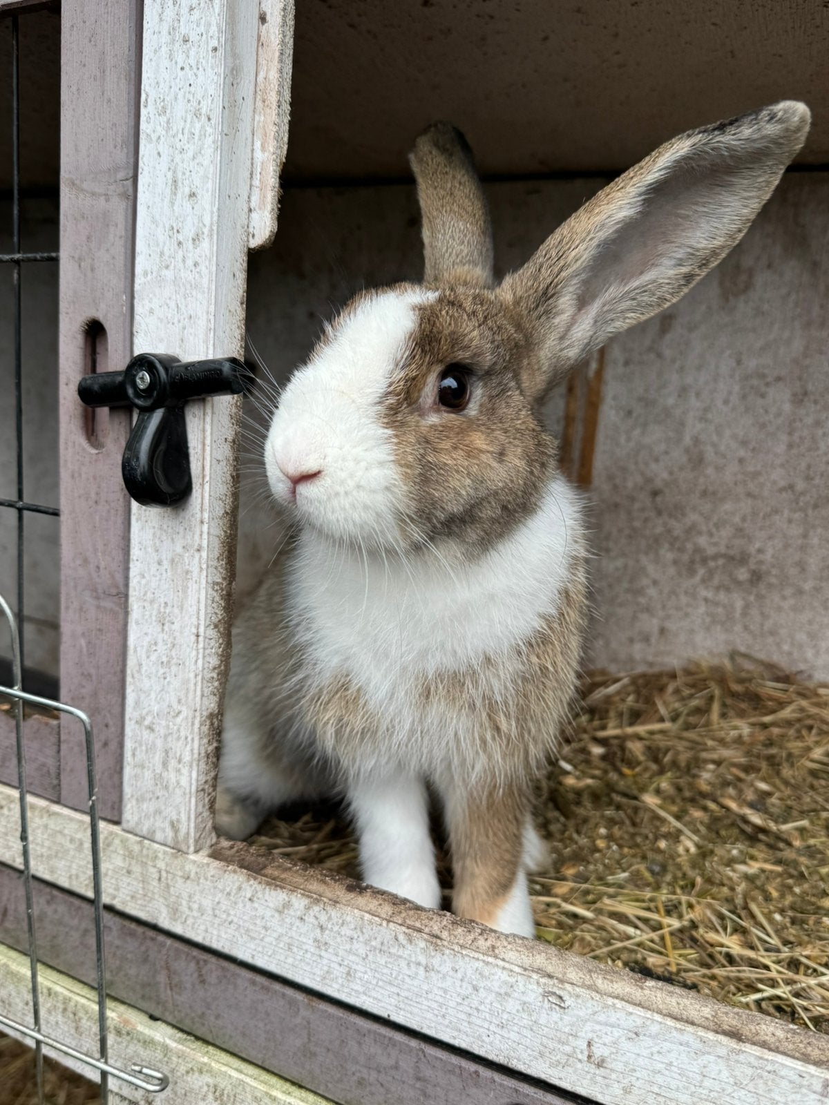 Dwerg konijn, Dieren en Toebehoren, Mannelijk, Middelgroot, 0 tot 2 jaar
