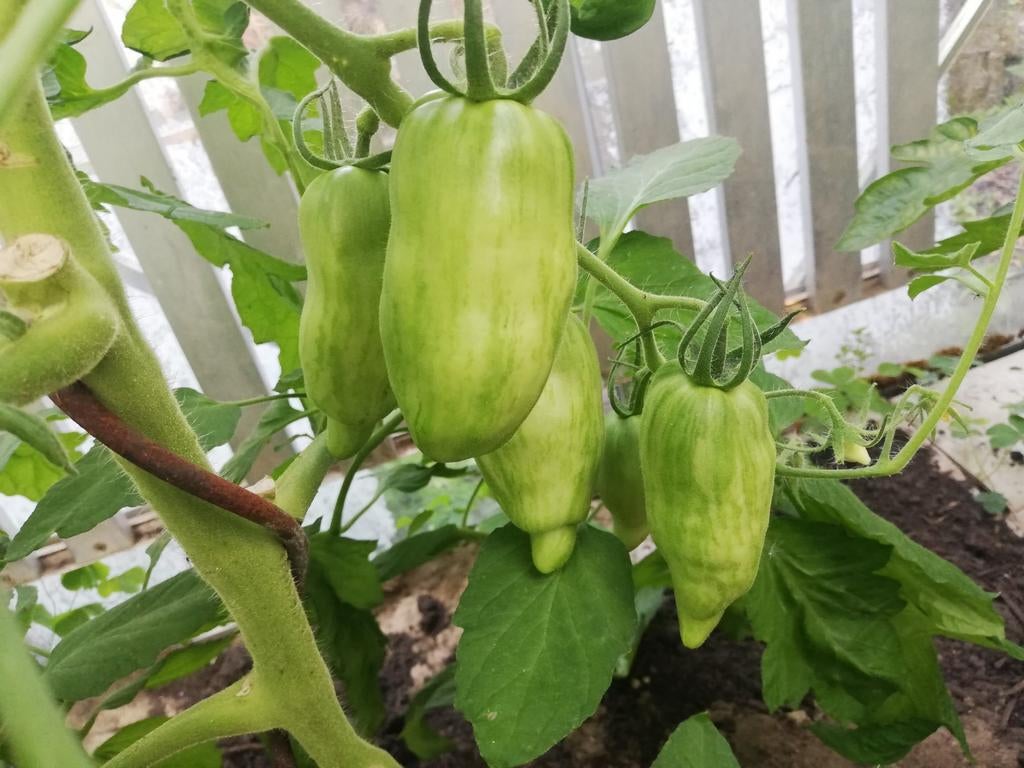 Tomaten zaden ,zie lijst, Enlèvement ou Envoi