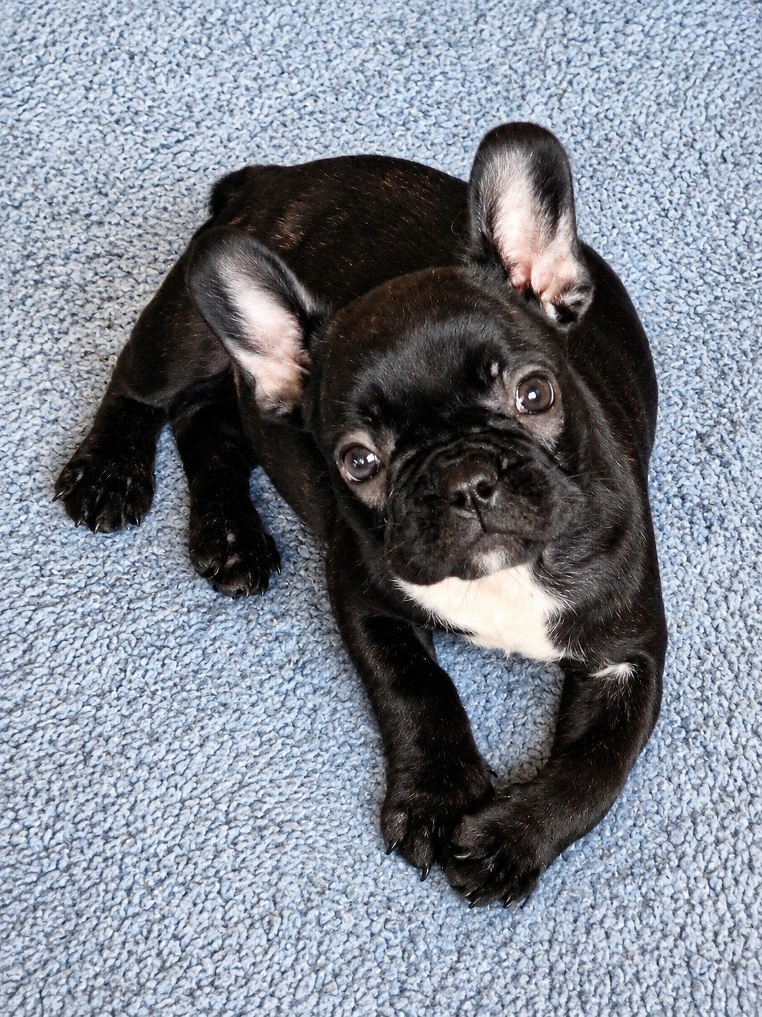 franse bulldogpups, Animaux & Accessoires, Maladie de Carré (chiens), 8 à 15 semaines, Bouledogue, Plusieurs